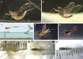 Establishment Of The Mayfly Cloeon Dipterum As A New Model