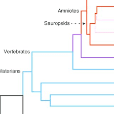 Transcribed image text from this question. Cladogram Of Proposed Evolutionary Relationships Across The Animal Download Scientific Diagram