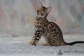 Creating an environment in which the serval can be energetic and playful without destroying your property or getting hurt is important. Bengal Cat For Sale In The City Of Minsk Belarus Price 359 Announcement 5107