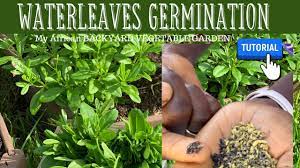 germinate waterleaf seeds