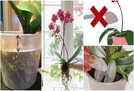 Начини за омекотяване на вода за поливане на орхидеите. Plno Rkovodstvo Za Otglezhdane Na Orhidei U Doma