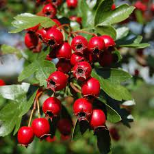 Hawthorn: Berry of the Heart – WishGarden Herbs