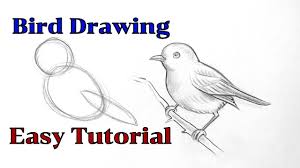 how to draw a bird drawing easy step by