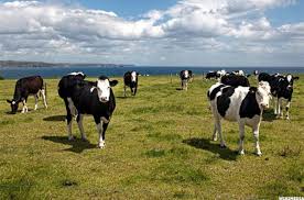 How Investors Can Make Money Using The Livestock Cow Etf
