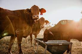 bulk liquid feed for cattle
