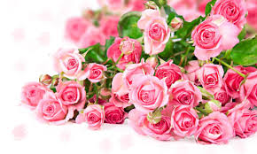 pink rose flower bouquet romantic color