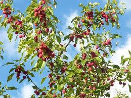 苹果古代叫柰、林檎、頻婆果等，其历史演变过程非常有趣- 知乎