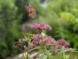 asclepias monarch host plant the