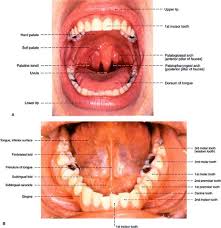 17 ahan anatomy of the cavity