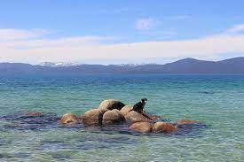 best dog beaches in lake tahoe