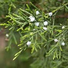 Native to the pacific northwest and the original cedar wood used in traditional native american cooking. Budburst Eastern Redcedar