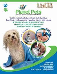 Best Pet Shop Veterinary Doctor Dog Grooming Dog Kennels In