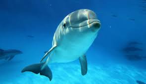 Résultat de recherche d'images pour "photos de dauphins souffleurs"