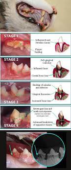 periodontal disease on cats signs and