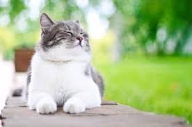Pet naturals of vermont flea + tick spray best flea treatment tablets for cats: Natural Flea Control For Cats Surprises And Solutions Natural Cat Care Blog