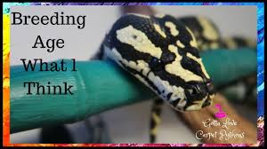 breeding age for carpet pythons or is