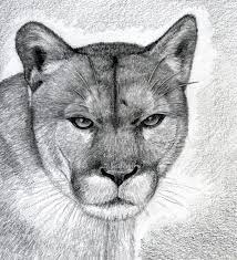 to draw a realistic puma mountain lion