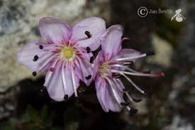 Dwarf Alpenrose (Rhodothamnus chamaecistus) · iNaturalist