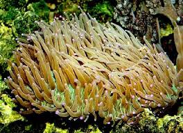 Plate Coral Heliofungia Actiniformis Long Tentacle Plate