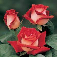 Osiria Rose For Sale