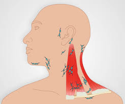 lymph nodes head neck axillae