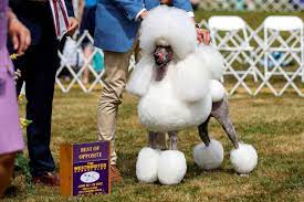 Westminster Kennel Club Dog Show 2022 ...