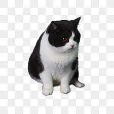 cat black and white clipart images for