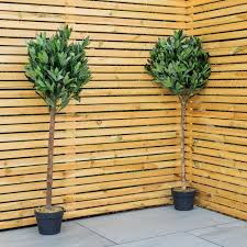 Woodside Artificial Topiary Bay Leaf