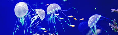 65 Stinging Jellyfish Facts And Trivia Fact Retriever