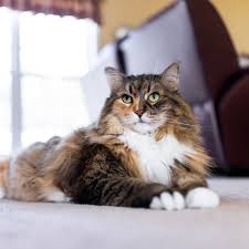 This natural breed is adapted to a. Norwegian Forest Cat Breed Facts Traits Health Vets Choice Vets Choice