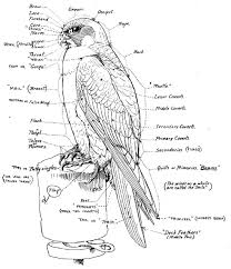 Falconry Wikipedia