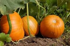 What is a good natural fertilizer for pumpkins?
