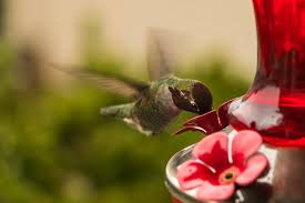 5 best hummingbird feeders in 2022