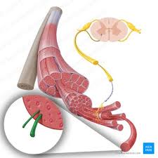 eccentric muscle contraction exles