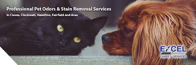 pet odors stain removal ohio s best