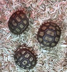 2021 uk bred sulcata tortoise