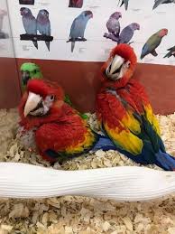 macaws parrots and fertile parrot eggs