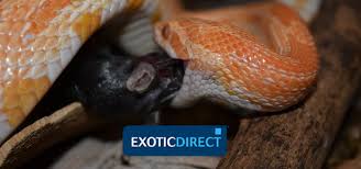 Feeding Corn Snakes Exoticdirect