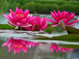 water lily flower background wallpaper