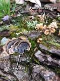 are-false-turkey-tail-mushroom-poisonous