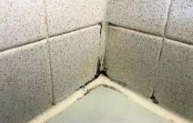 remove black mold in shower grout lines