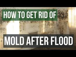 Mold After Flooding Guaranteed