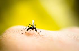 can lemongr really repel mosquitoes