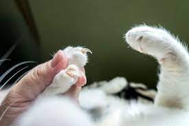 cat declawing advanced care