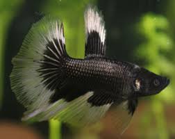 Once the mating is done, the male will chase the female away so she can fulfill her guard duty by patrolling a wide. Black Orchid Male Betta Color Transformation Freshwater Fish And Tank Photos Forum 414158
