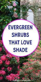 evergreen shrubs for shade that look