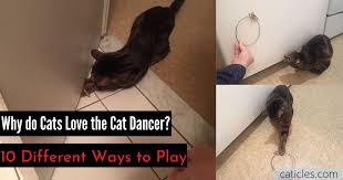 This is a video for cats to watch. 10 Tricks To Play Like Crazy With The Cat Dancer Caticles