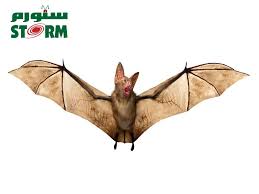 bats and their role in an ecosystem