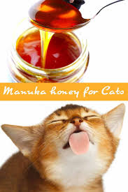 A feline who doesn't eat can be seriously sick. Manuka Honey For Cats Does It Really Work Cat Care Manuka Honey Cat Health