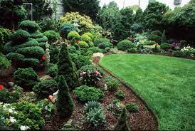 dwarf and miniature conifers for the